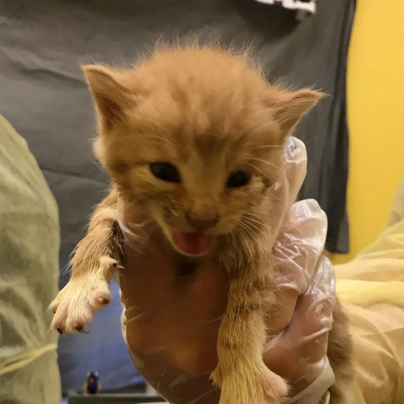A baby small-sized male Orange / Red Domestic Short Hair cat named Crookshanks for adoption in Newark, NJ