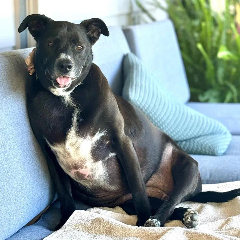 A senior large-sized female Black Black Labrador Retriever dog named Martini for adoption in Ramona, CA