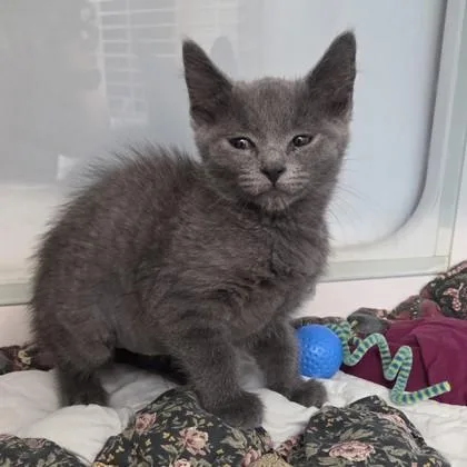 A baby small-sized female Domestic Short Hair cat named Pearl for adoption in Voorhees, NJ