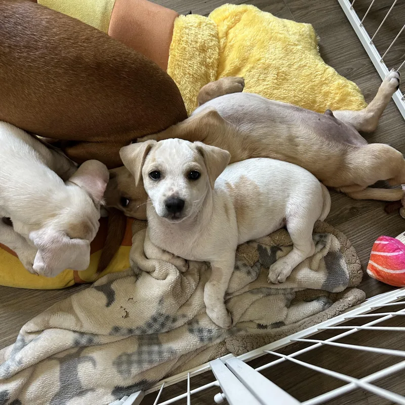 A baby small-sized male White / Cream Chiweenie dog named Bambi for adoption in Chickasha, OK