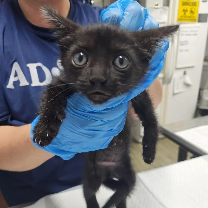 A baby small-sized male Black Domestic Short Hair cat named Rudy for adoption in Summerville, SC