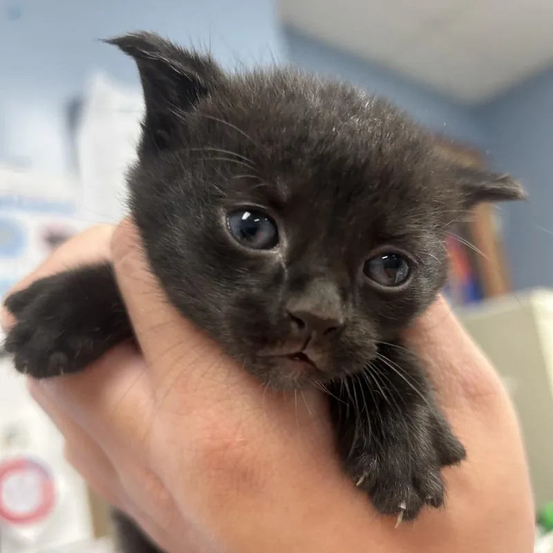 A baby small-sized male Black Domestic Short Hair cat named Atticus for adoption in St Joseph, MO