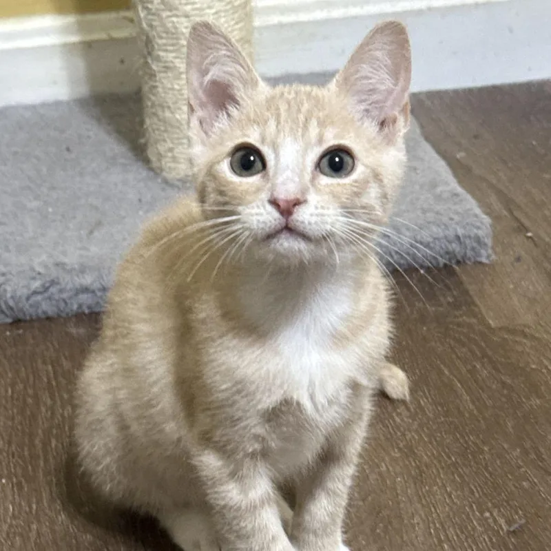 A baby small-sized male Buff / Tan / Fawn Domestic Short Hair cat named Waffle Bowers for adoption in Woodstock, VA