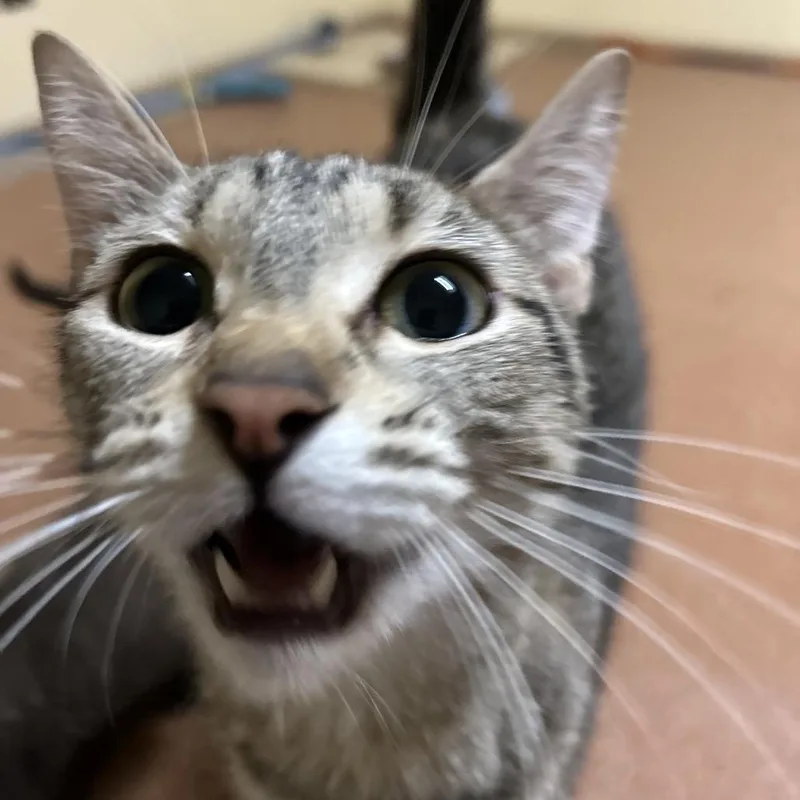 An adult medium-sized female Domestic Short Hair cat named Maple for adoption in Spokane, WA