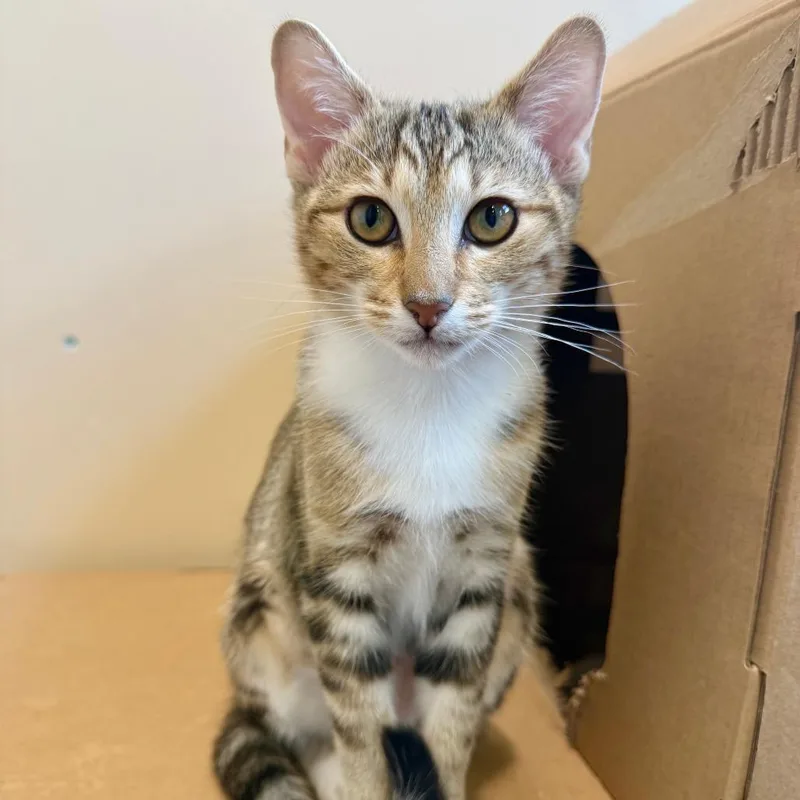 A baby small-sized female Brown / Chocolate Domestic Short Hair cat named Siena for adoption in Agoura Hills, CA