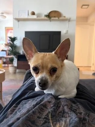 Coco thumbnail 3