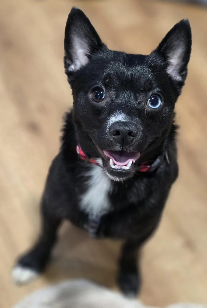 Levi