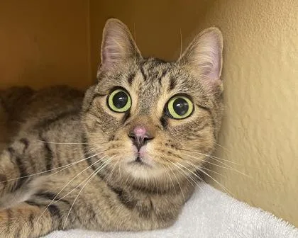 An adult small-sized female Domestic Short Hair cat named Rosie for adoption in West Seneca, NY