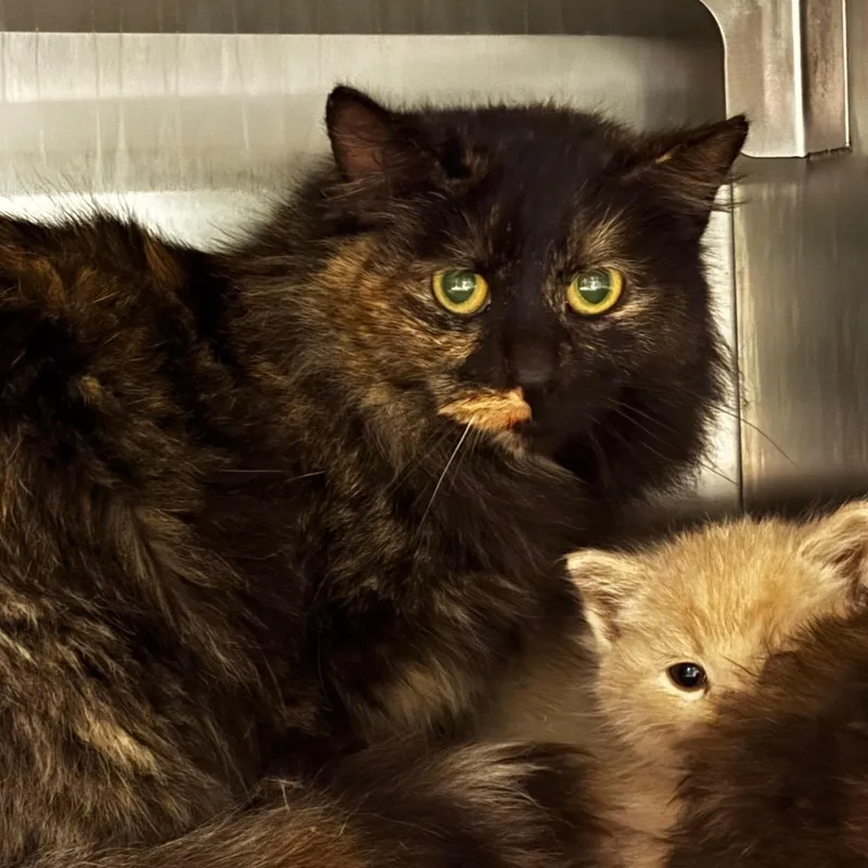 An adult medium-sized female Black Domestic Medium Hair cat named Tulip for adoption in South Elgin, IL