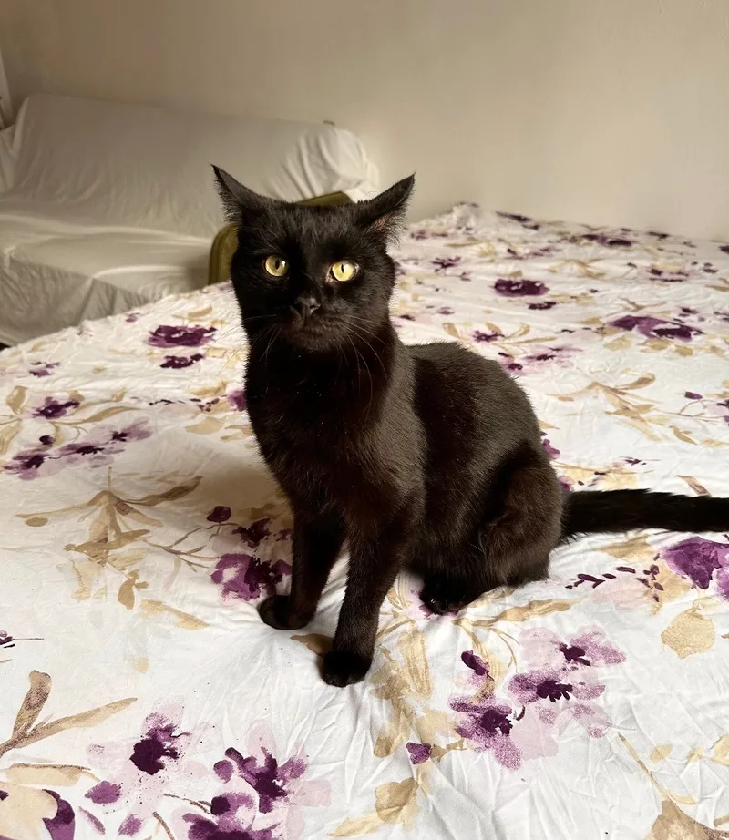 A young medium-sized male Black Domestic Short Hair cat named Rabbit for adoption in New York, NY