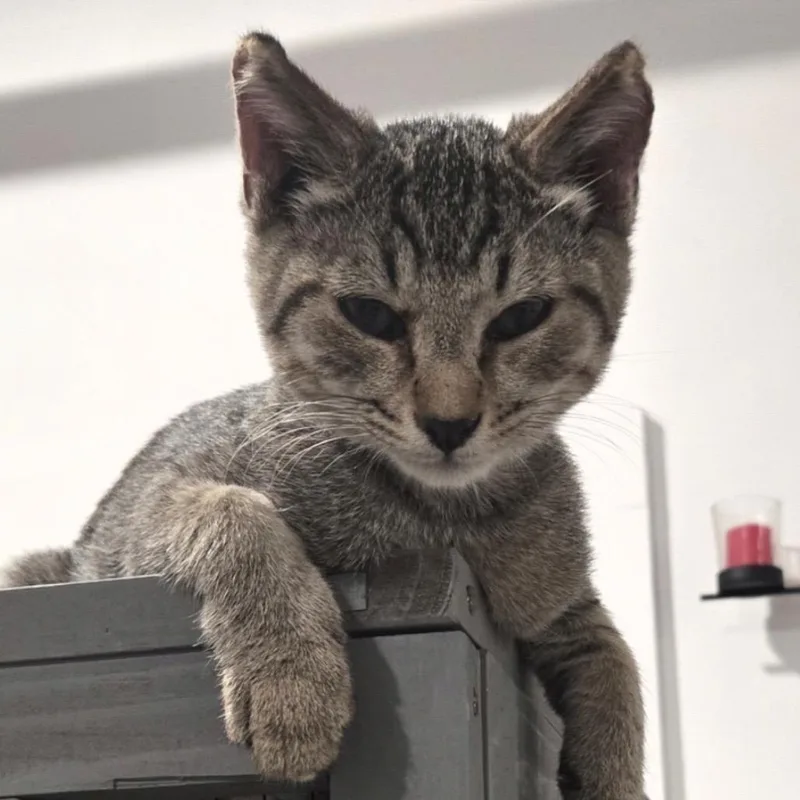 Peanut