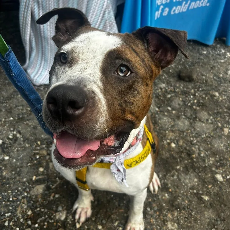 An adult large-sized female Brown / Chocolate Pit Bull Terrier dog named Whipney for adoption in Baltimore, MD