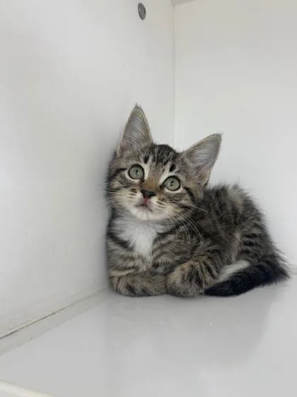 A baby small-sized male Domestic Short Hair cat named Pirate for adoption in Manteo, NC