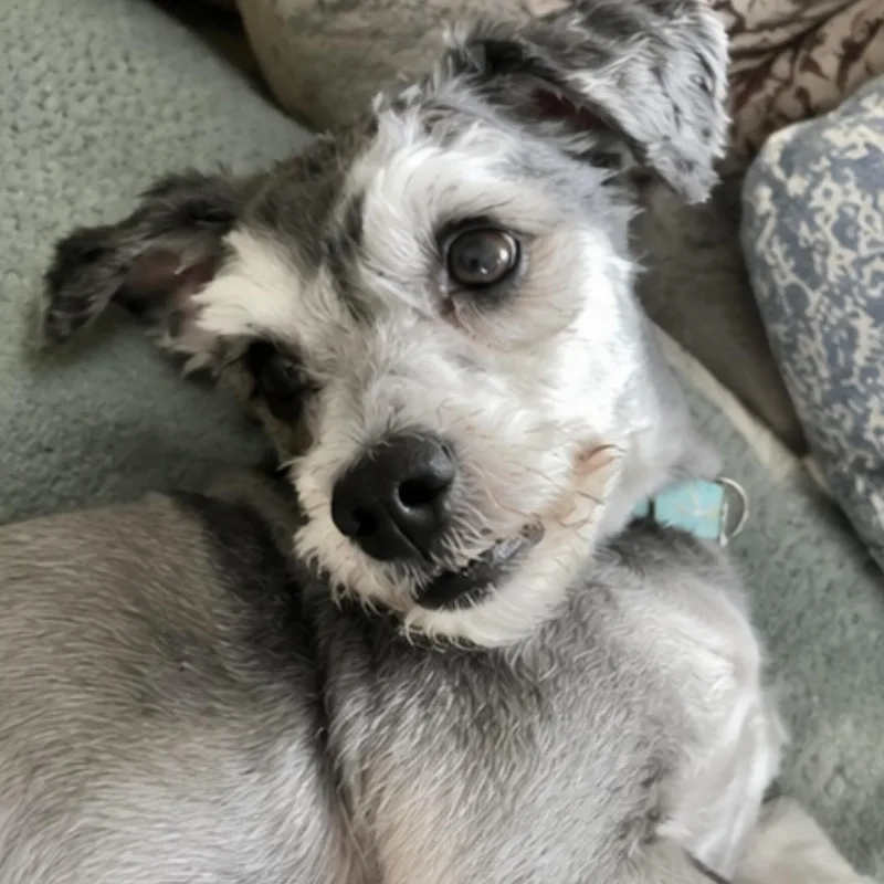 A young small-sized male Miniature Schnauzer dog named Flynn Rider for adoption in Mount Prospect, IL