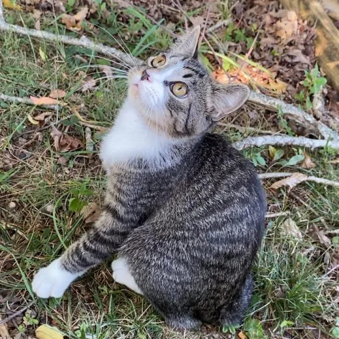 A young small-sized male Gray / Blue / Silver Domestic Short Hair cat named Tonks for adoption in Lynchburg, VA