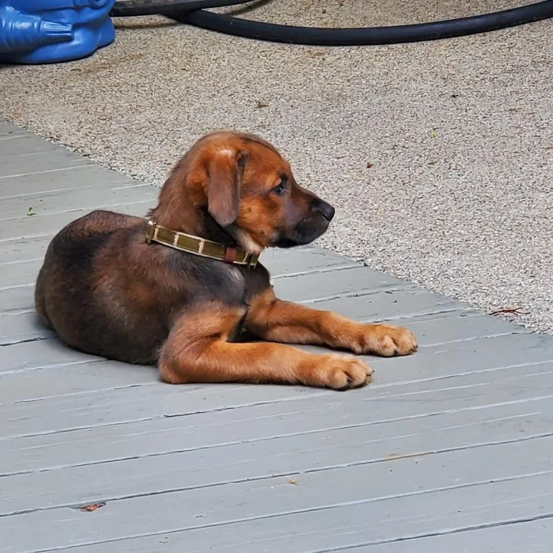 Biscuit