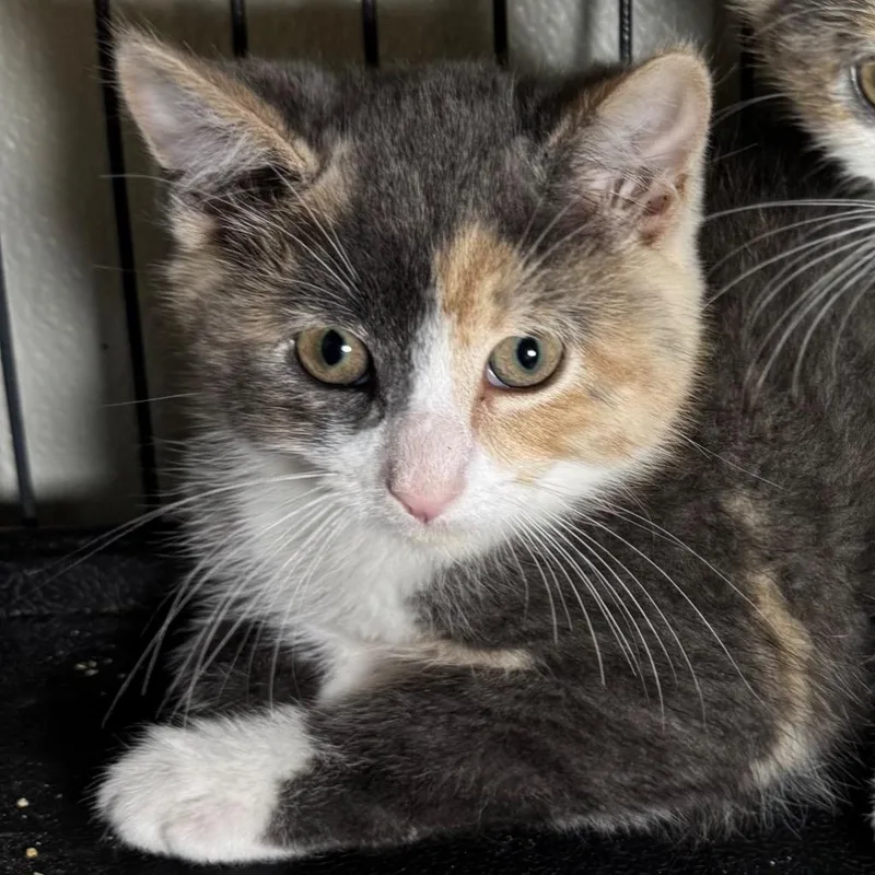 A baby medium-sized female Domestic Short Hair cat named Zora for adoption in Saginaw, MI