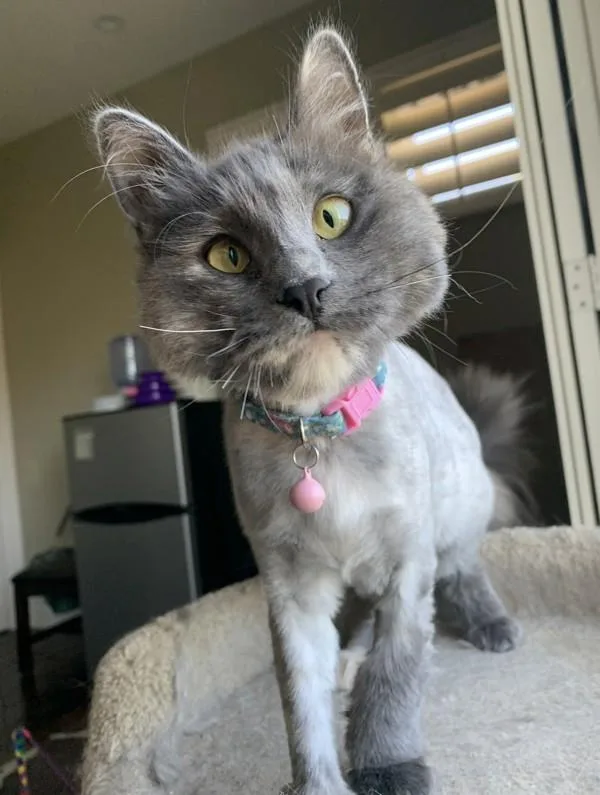 An adult medium-sized female Domestic Long Hair cat named Lady for adoption in San Diego, CA