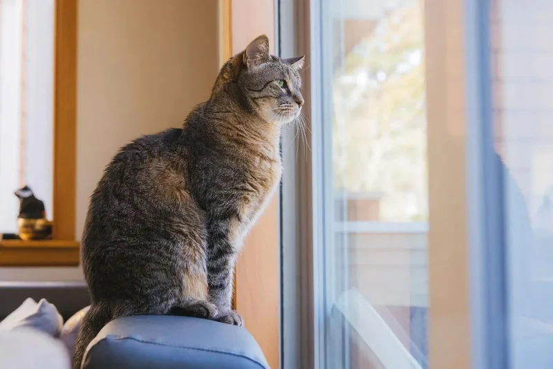 Stan The Man thumbnail 2