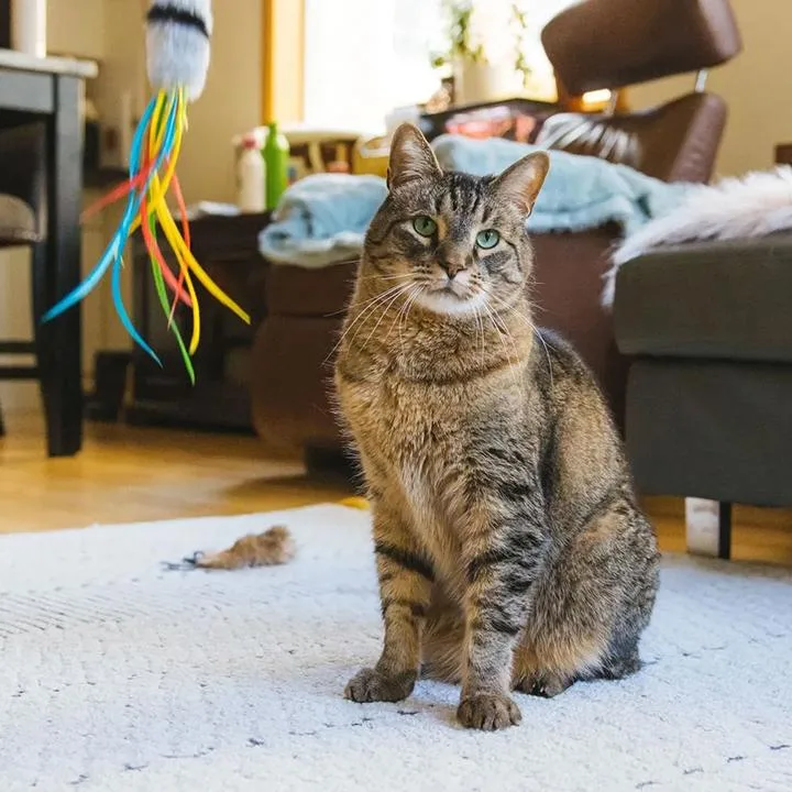 Stan The Man thumbnail 3