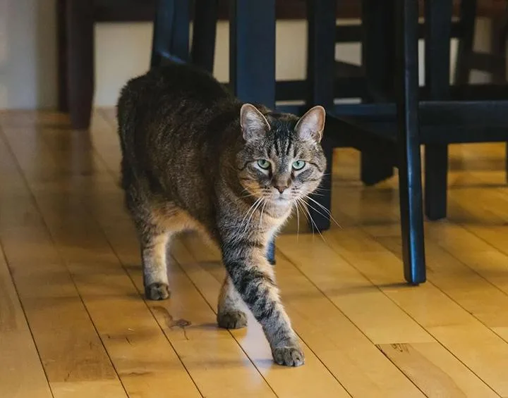 Stan The Man thumbnail 4