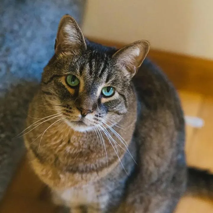 Stan The Man thumbnail 5