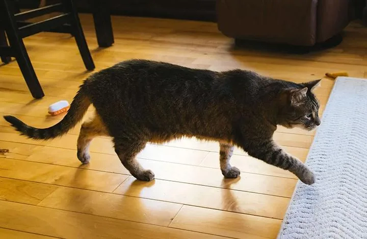 Stan The Man thumbnail 6