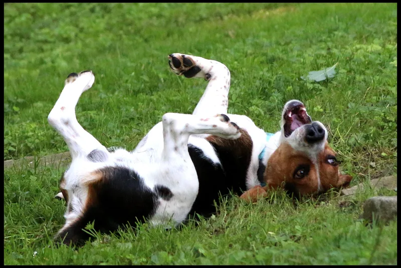 A young medium-sized male Beagle dog named Frankie for adoption in Shippenville, PA