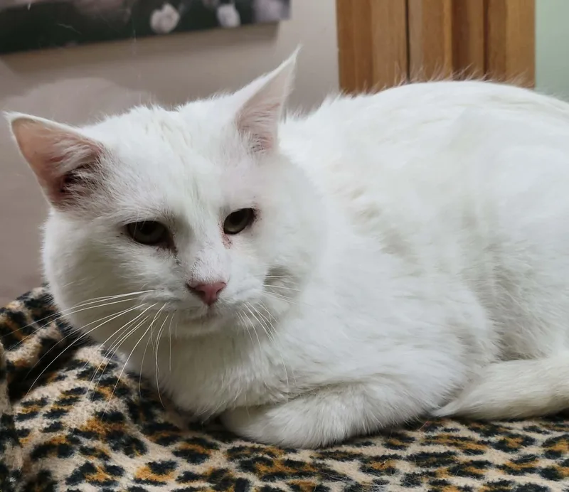 An adult medium-sized male White Domestic Short Hair cat named Alfredo for adoption in Portage, WI