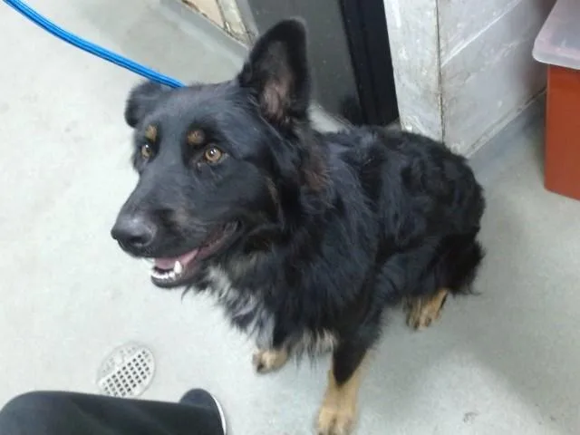 A young large-sized male German Shepherd Dog dog named Porter for adoption in Salinas, CA