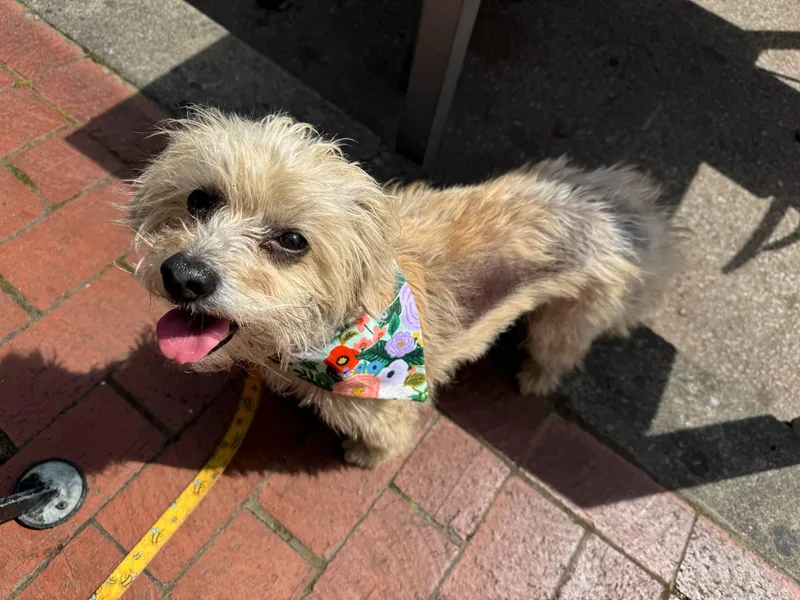 An adult small-sized female Apricot / Beige Dachshund (Long Haired) dog named Lavender for adoption in Pittsburgh, PA