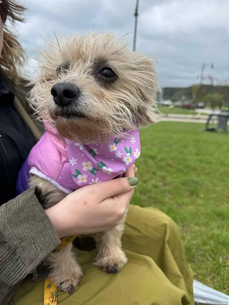 Lavender thumbnail 2