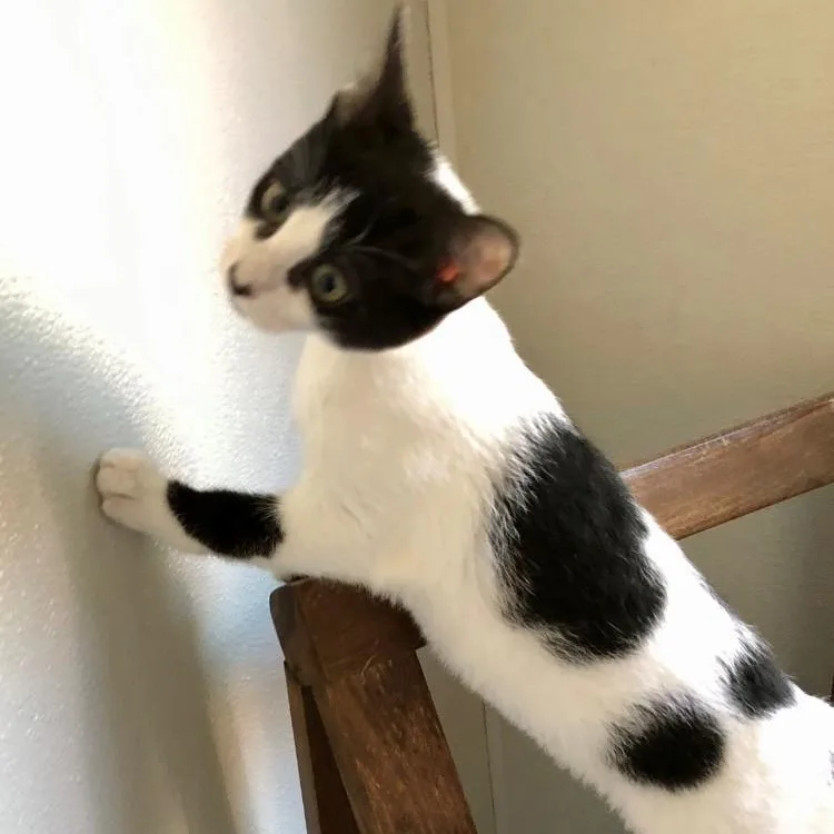 A baby large-sized female Domestic Short Hair cat named Penny for adoption in Lodi, CA