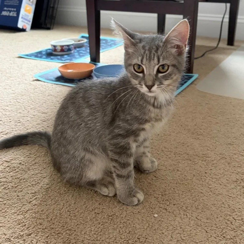 A baby small-sized male Gray / Blue / Silver Domestic Short Hair cat named General Tso for adoption in Mooresville, NC