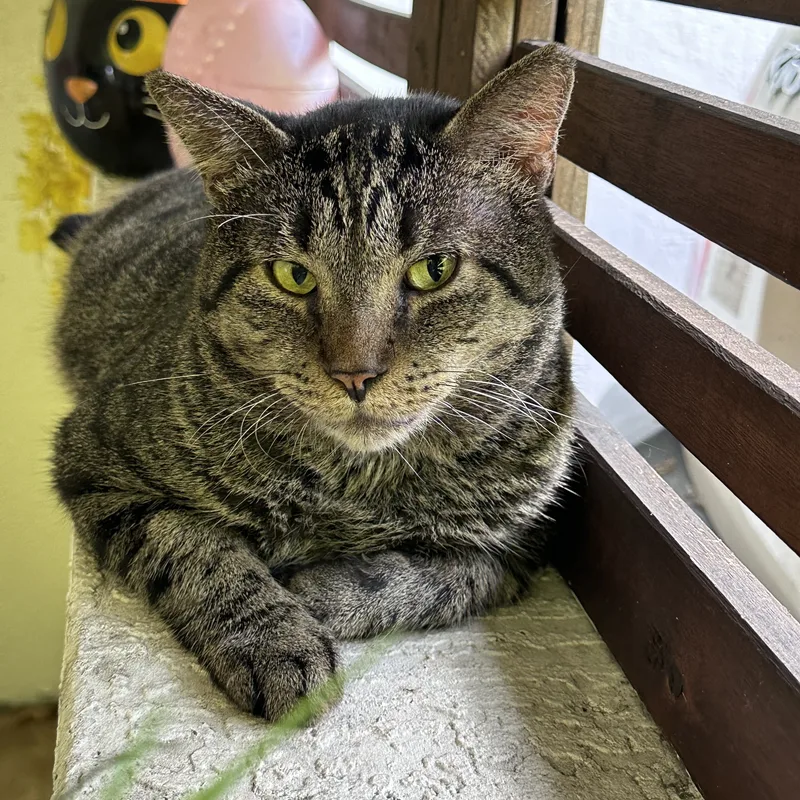 An adult large-sized male Tabby (Brown / Chocolate) Tabby cat named Selleck for adoption in Miami, FL