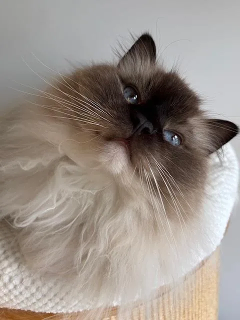 A senior medium-sized male Seal Point Ragdoll cat named Seal Mitted Ragdoll for adoption in Hoboken, NJ