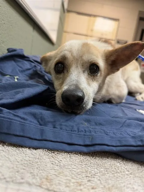 An adult small-sized male Mixed Breed dog named Templeton for adoption in Jacksonville, FL