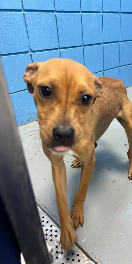 A baby medium-sized female Terrier dog named Piper for adoption in Hartsville, SC