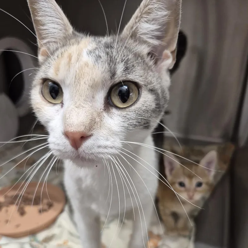 A young small-sized female Calico Domestic Short Hair cat named Kaleidoscope for adoption in Kingman, KS