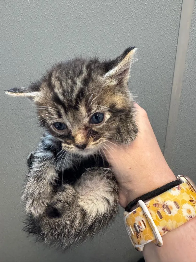 A baby medium-sized male Domestic Short Hair cat named Oak for adoption in Bloomington, IN