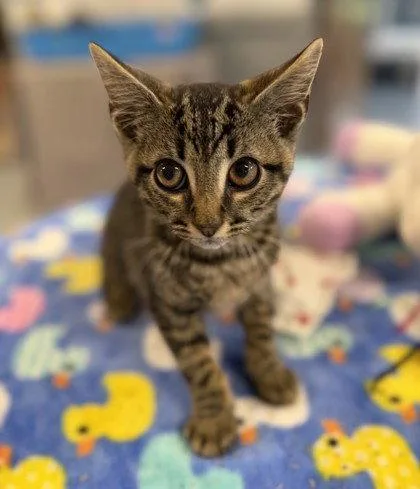 A young small-sized male Domestic Short Hair cat named Freddy Kruton for adoption in Midland, VA