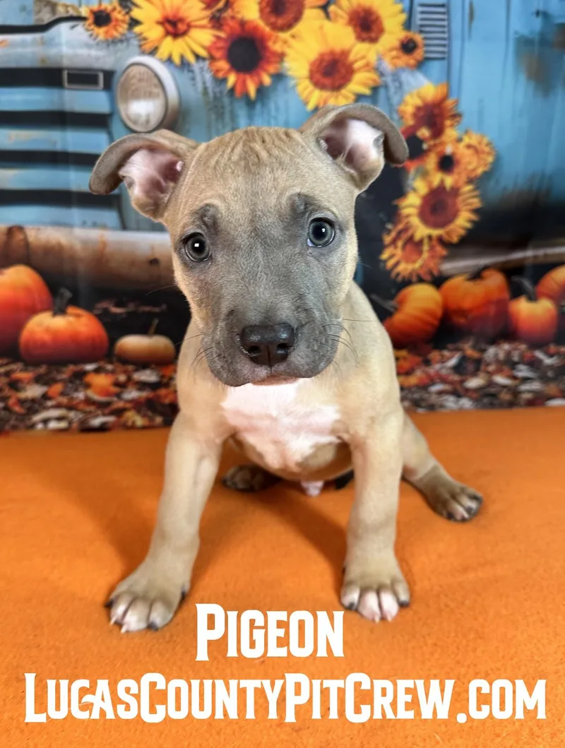 A baby medium-sized male Sable American Staffordshire Terrier dog named Pigeon for adoption in Toledo, OH