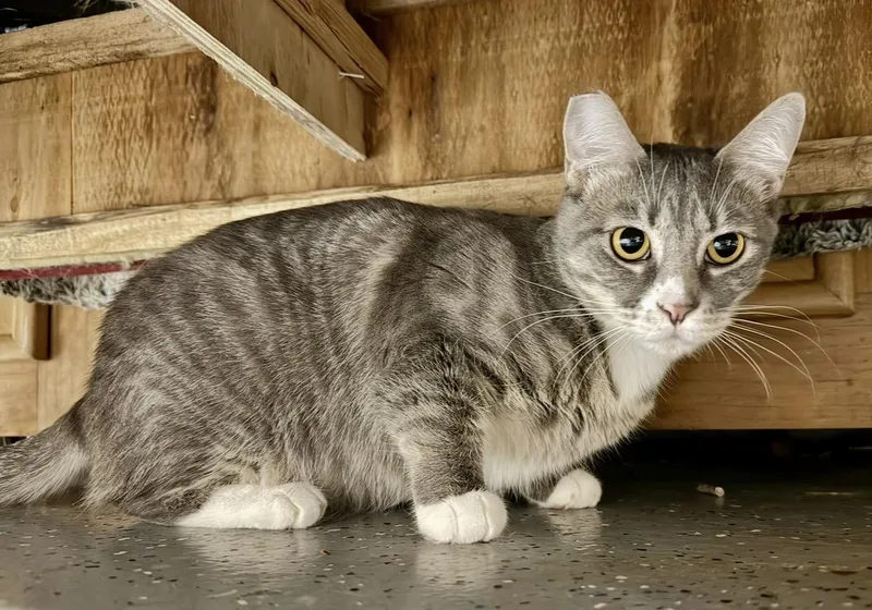An adult medium-sized female Tabby (Gray / Blue / Silver) Domestic Short Hair cat named Willow for adoption in Camarillo, CA