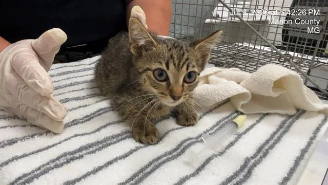 A baby small-sized male Domestic Short Hair cat named Journey for adoption in Ocala, FL