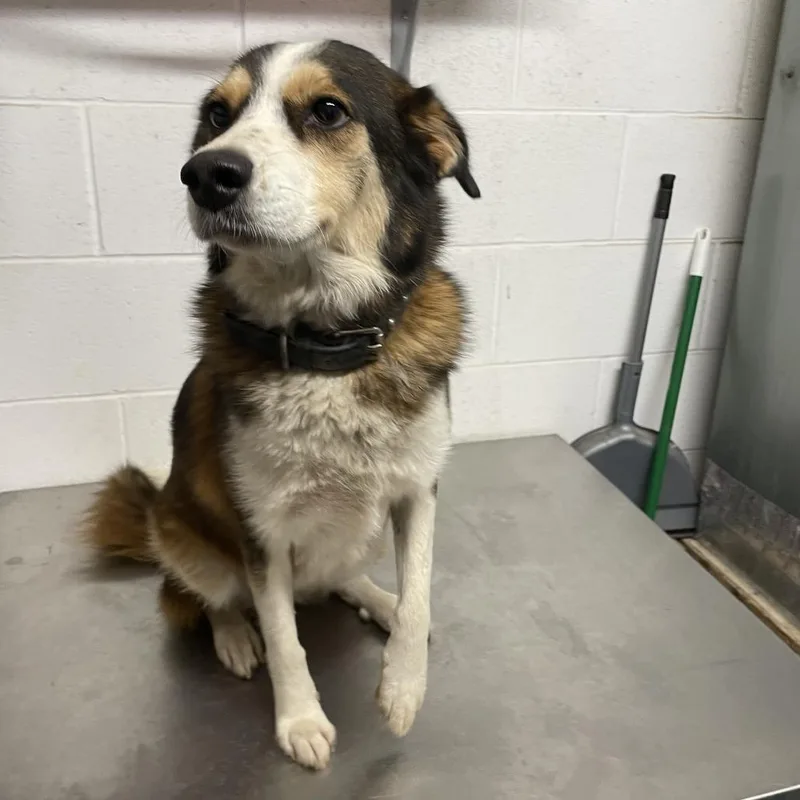 An adult medium-sized female Brown / Chocolate Australian Shepherd dog named Bella C for adoption in Allen, TX