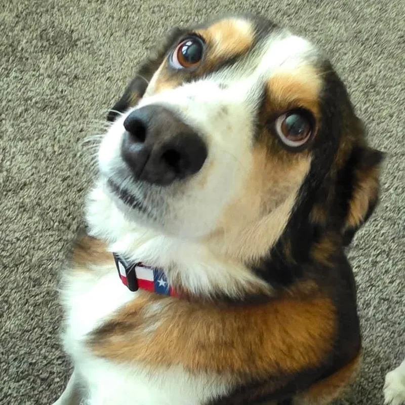Bella C thumbnail 3