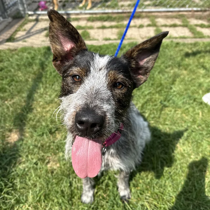 A young medium-sized female Terrier dog named Sprout for adoption in Oconto, WI