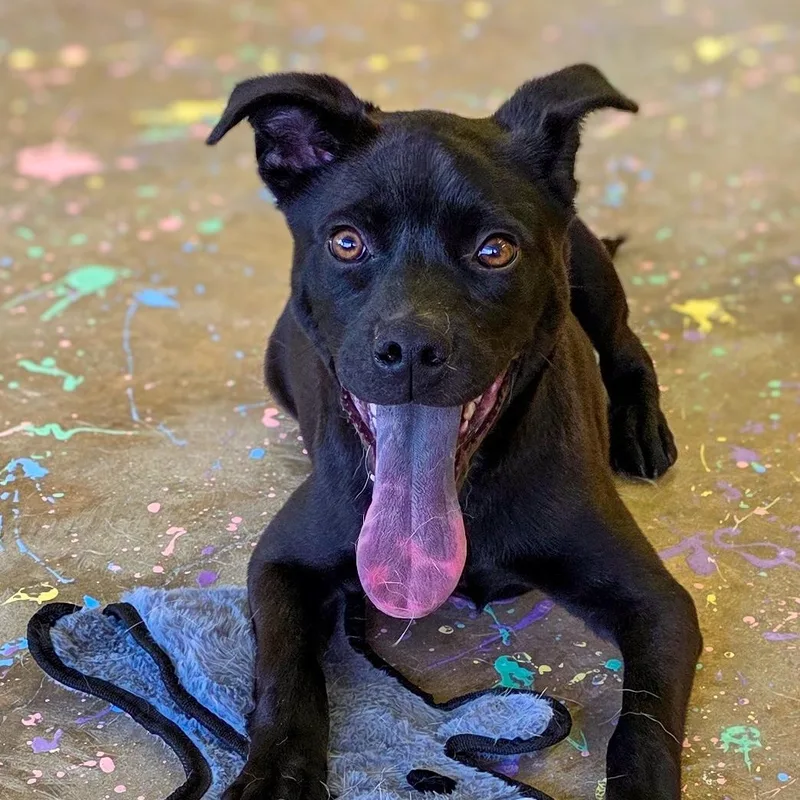 A baby small-sized male Black Pit Bull Terrier dog named Kubota for adoption in Gainesville, TX