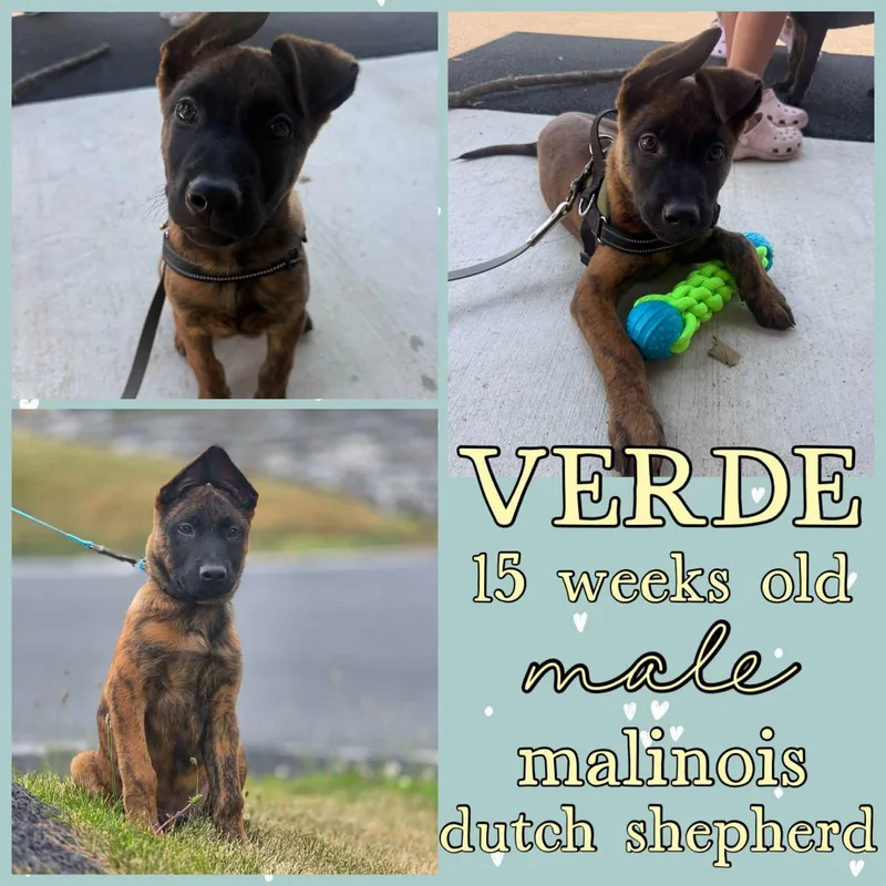 A young medium-sized male Belgian Shepherd / Malinois dog named Verde for adoption in Grantville, PA