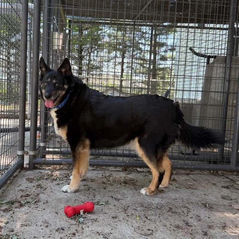 An adult large-sized female Black Border Collie dog named Penelope for adoption in Hanna City, IL